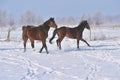 Hanoverian horses in winter Royalty Free Stock Photo