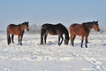 Hanoverian horses in winter Royalty Free Stock Photo