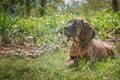 Hanoverian Hound puppy laying in the grass Royalty Free Stock Photo