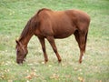 Hanoverian Race Horse Royalty Free Stock Photo