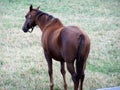 Hanoverian Race Horse Royalty Free Stock Photo