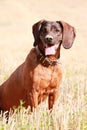 Hanoverian Scenthound, dog sitting and waiting in the field Royalty Free Stock Photo