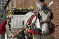 Hansom Cab Royalty Free Stock Photo