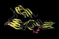 Hantavirus glycoprotein Gc, the molecule which forms surface spikes of the virus