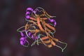 Hantavirus glycoprotein Gn, the molecule which forms surface spikes of the virus