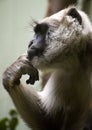 Hanuman Langur