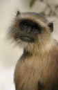 Hanuman langur