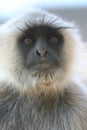 Hanuman langur