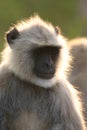 Hanuman langur