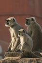 Hanuman langur