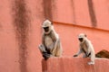 Hanuman Langur Royalty Free Stock Photo