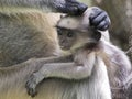 Hanuman Langur - Asian Langur Royalty Free Stock Photo