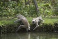 Hanuman Langur drinking water at Bardia national park, Nepal