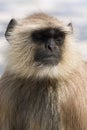 Hanuman langur , India Royalty Free Stock Photo