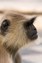 Hanuman langur , India Royalty Free Stock Photo