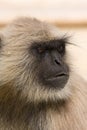 Hanuman langur , India Royalty Free Stock Photo