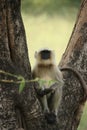 Hanuman Langur Monkey Royalty Free Stock Photo