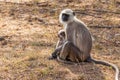 Hanuman Langur Monkey Royalty Free Stock Photo