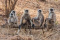 Hanuman Langur Monkey Royalty Free Stock Photo