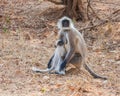 Hanuman Langur Monkey Royalty Free Stock Photo