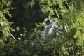 Hanuman Langur, monkey in Nepal Royalty Free Stock Photo