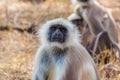 Hanuman Langur Monkey Royalty Free Stock Photo