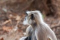 Hanuman Langur Monkey Royalty Free Stock Photo