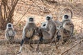 Hanuman Langur Monkeys