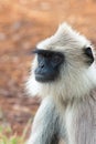 Hanuman Langur Portrait Royalty Free Stock Photo