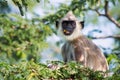 Hanuman Langur - Semnopithecus entellus, Sri Lanka Royalty Free Stock Photo