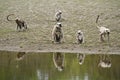 Hanuman Langur in the riverbank, Bardia, Nepal Royalty Free Stock Photo