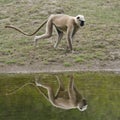 Hanuman Langur in the riverbank, Bardia, Nepal Royalty Free Stock Photo