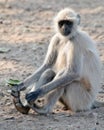 Hanuman Langur Semnopithecus entellus