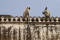 Hanuman langur (Semnopithecus entellus) monkeys.