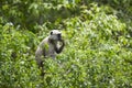 Hanuman Langur on a tree at Bardia national park, Nepal