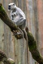 Hanuman langur with young in the tree