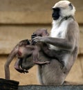 Hanuman langurs Royalty Free Stock Photo