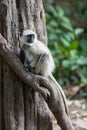 Hanuman langurs sit in a tree Royalty Free Stock Photo