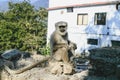 Hanuman monkey, sitting on the wall, Rishikesh