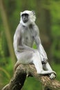 Hanuuan Langur