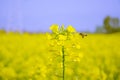 Hanzhong canola flower festival