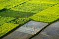 Rape flower field in Hanzhong, Shaanxi, China