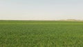 Green wheat fields in Hanzhong, Shaanxi