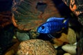 Haplochromis jacksoni