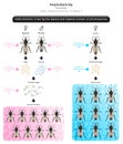 Haplodiploidy Infographic Diagram sex determination Royalty Free Stock Photo