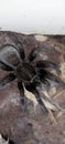 Haplopelma doriae - big black borneo spider