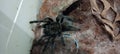 Haplopelma doriae - big black borneo spider