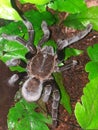 Haplopelma Doriae Tarantula Female animal