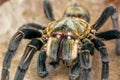 Haplopelma hainanum tarantula