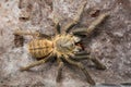 Haplopelma hainanum tarantula